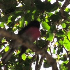 Petroica rosea at North Nowra, NSW - 19 May 2019