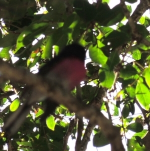 Petroica rosea at North Nowra, NSW - 19 May 2019