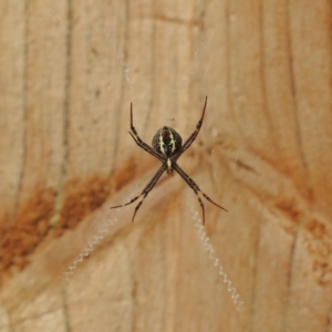 Argiope keyserlingi at Berry, NSW - 19 May 2019