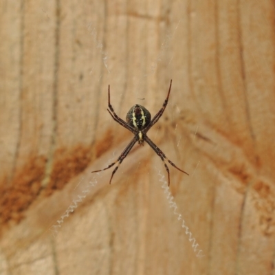 Argiope keyserlingi (St Andrew's Cross Spider) at Berry, NSW - 19 May 2019 by Megan123