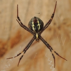 Argiope keyserlingi at Berry, NSW - 19 May 2019 03:03 PM