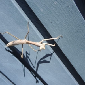 Archimantis sp. (genus) at Callala Beach, NSW - 12 Nov 2017