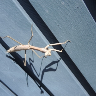 Archimantis sp. (genus) (Large Brown Mantis) at Callala Beach, NSW - 12 Nov 2017 by Megan123