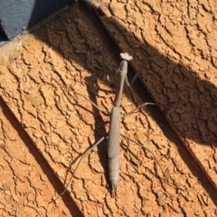 Archimantis sp. (genus) at Callala Beach, NSW - 12 Nov 2017 04:23 PM