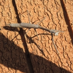 Archimantis sp. (genus) at Callala Beach, NSW - 12 Nov 2017