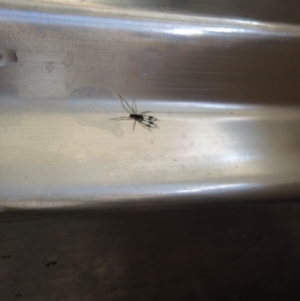 Stephanopis barbipes at Berry, NSW - 17 Dec 2018 07:37 PM