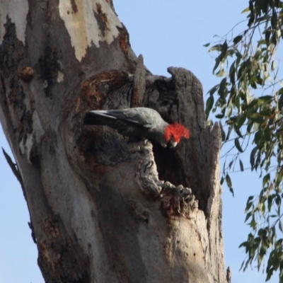 Callocephalon fimbriatum (Gang-gang Cockatoo) at Deakin, ACT - 19 May 2019 by LisaH