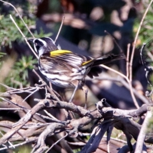 Phylidonyris novaehollandiae at Fyshwick, ACT - 19 May 2019