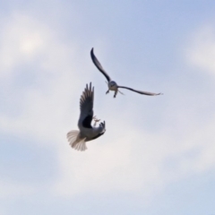 Elanus axillaris (Black-shouldered Kite) at Fyshwick, ACT - 19 May 2019 by RodDeb