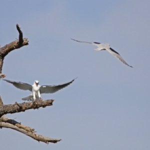 Elanus axillaris at Fyshwick, ACT - 19 May 2019