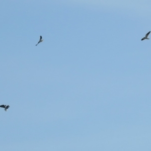 Elanus axillaris at Fyshwick, ACT - 19 May 2019