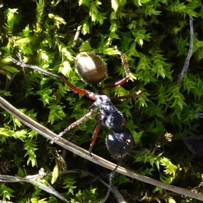 Camponotus suffusus (Golden-tailed sugar ant) at Mount Ainslie - 15 May 2019 by JanetRussell