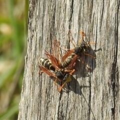 Polistes (Polistes) chinensis (Asian paper wasp) at Pialligo, ACT - 19 May 2019 by HelenCross