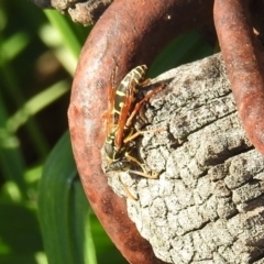 Polistes (Polistes) chinensis at Pialligo, ACT - 19 May 2019 11:24 AM