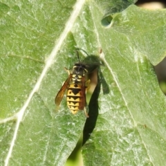 Vespula germanica (German Yellowjacket Wasp (also known as European Wasp)) at Pialligo, ACT - 19 May 2019 by HelenCross