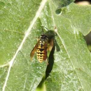 Vespula germanica at Pialligo, ACT - 19 May 2019 11:03 AM