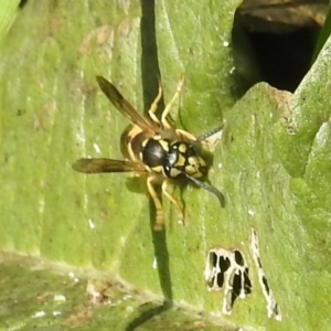 Vespula germanica at Pialligo, ACT - 19 May 2019 11:03 AM