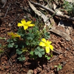 Oxalis exilis (Shady Wood Sorrel) at Mount Ainslie - 15 May 2019 by JanetRussell