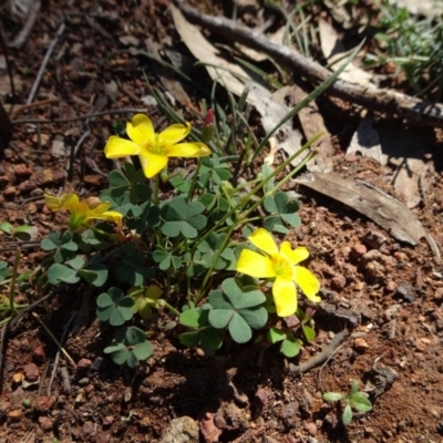 Oxalis exilis (Shady Wood Sorrel) at Mount Ainslie - 15 May 2019 by JanetRussell
