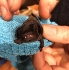 Chalinolobus gouldii at O'Connor, ACT - 20 May 2019