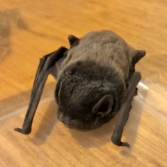 Chalinolobus gouldii at O'Connor, ACT - 20 May 2019