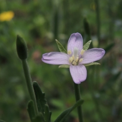 Epilobium billardiereanum subsp. cinereum (Hairy Willow Herb) at Conder, ACT - 22 Jan 2015 by michaelb