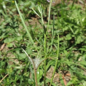 Epilobium billardiereanum subsp. cinereum at Conder, ACT - 22 Jan 2015