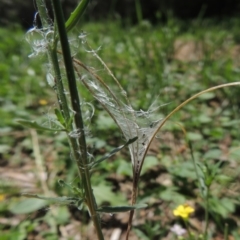 Epilobium billardiereanum subsp. cinereum at Conder, ACT - 22 Jan 2015