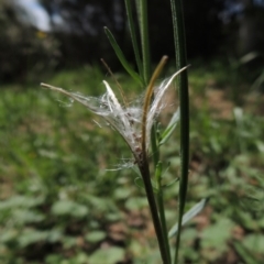 Epilobium billardiereanum subsp. cinereum at Conder, ACT - 22 Jan 2015