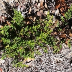 Cheilanthes sieberi (Rock Fern) at Red Hill to Yarralumla Creek - 15 May 2019 by ruthkerruish