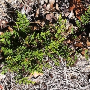 Cheilanthes sieberi at Hughes, ACT - 15 May 2019 10:00 AM