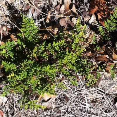 Cheilanthes sieberi (Rock Fern) at Red Hill to Yarralumla Creek - 15 May 2019 by ruthkerruish