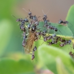 Iridomyrmex rufoniger (Tufted Tyrant Ant) at Symonston, ACT - 23 Apr 2019 by rawshorty
