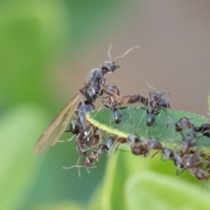 Iridomyrmex rufoniger at Symonston, ACT - 23 Apr 2019 02:51 PM