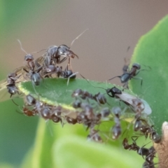 Iridomyrmex rufoniger at Symonston, ACT - 23 Apr 2019 02:51 PM