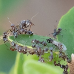 Iridomyrmex rufoniger at Symonston, ACT - 23 Apr 2019 02:51 PM