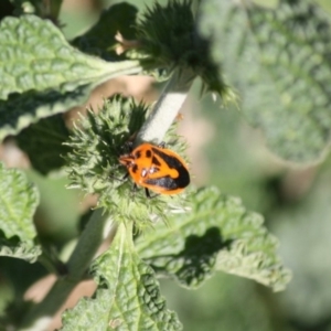 Agonoscelis rutila at Deakin, ACT - 20 May 2019