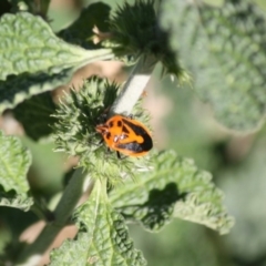 Agonoscelis rutila (Horehound bug) at Red Hill Nature Reserve - 20 May 2019 by LisaH