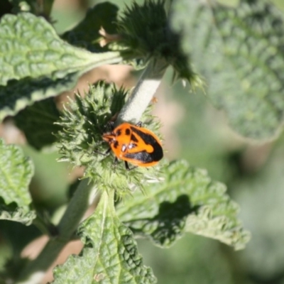 Agonoscelis rutila (Horehound bug) at Deakin, ACT - 20 May 2019 by LisaH