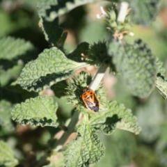 Agonoscelis rutila at Deakin, ACT - 20 May 2019