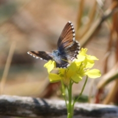 Theclinesthes serpentata (Saltbush Blue) at Red Hill, ACT - 20 May 2019 by LisaH