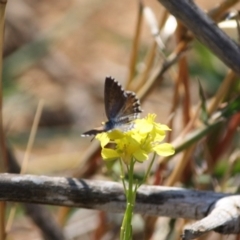 Theclinesthes serpentata at Red Hill, ACT - 20 May 2019