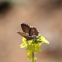 Theclinesthes serpentata at Red Hill, ACT - 20 May 2019