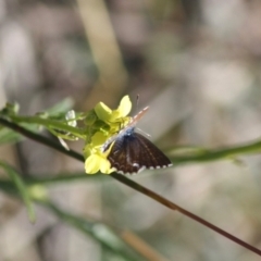 Theclinesthes serpentata at Red Hill, ACT - 20 May 2019 03:21 PM