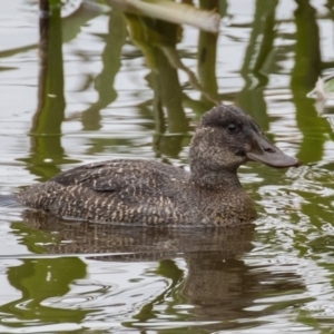 Oxyura australis at Fyshwick, ACT - 17 Jun 2016 11:49 AM