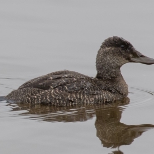 Oxyura australis at Fyshwick, ACT - 17 Jun 2016 11:49 AM