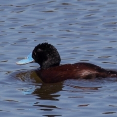 Oxyura australis (Blue-billed Duck) at Jerrabomberra Wetlands - 8 Feb 2016 by rawshorty