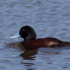 Oxyura australis (Blue-billed Duck) at Fyshwick, ACT - 8 Feb 2016 by rawshorty