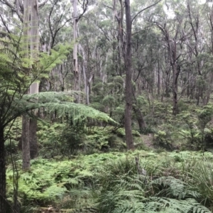 Cyathea australis subsp. australis at Bowral, NSW - 1 Feb 2019
