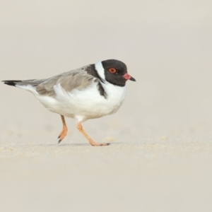 Charadrius rubricollis at suppressed - 20 May 2019